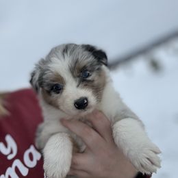 Cindy Lou - Blue merle female Australian Shepherd puppy in Laotto, Indiana from Circle B working Aussies