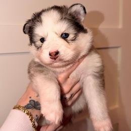 Lady - Tri-color female Pomsky puppy in Spring Hill, Florida from Besties Paw Life