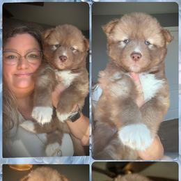 Bloom - Red and white female Siberian Husky puppy in Florence, Kentucky from Moonlight Howl Huskies
