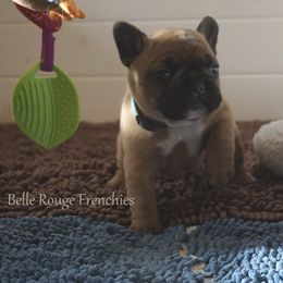 French Bulldog and Labrador Retriever Puppies from Frenchies & Labs