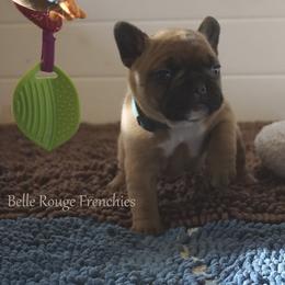 French Bulldog and Labrador Retriever Puppies from Frenchies & Labs