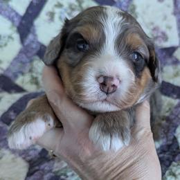 Fiesta ultra - Merle male Bernedoodle puppy in Placerville, California from Quartz Mountain Doodles