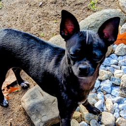 Sansa - Chihuahua