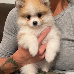 Winston - Cream sable parti male Pomeranian puppy in Mc Henry, Illinois from Pomeranians