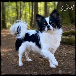 Whitt - Chihuahua