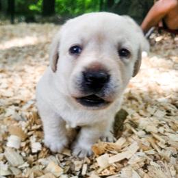 Ms. 2 - Yellow female Labrador Retriever puppy in Norwell, Massachusetts from Gabriel Ben-Yosef's Labs