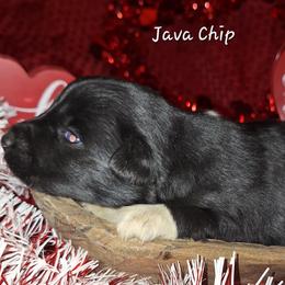JAVA - Black & white male Australian Shepherd puppy in Salem, Arkansas from Patchwork Kennels