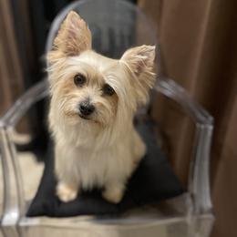 Bibi - Yorkshire Terrier