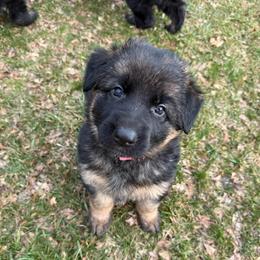 Rose - Black and tan female German Shepherd puppy in Brighton, Michigan from Szegi Haus K9 Solutions