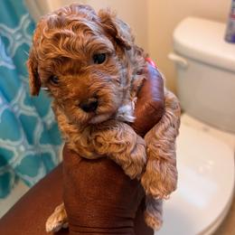 Dice - Apricot male Poodle puppy in Lancaster, South Carolina from Semone’s Poodles