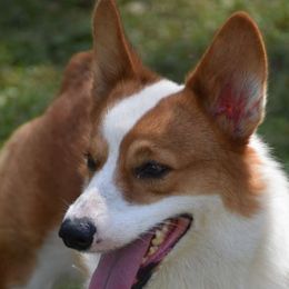 Paco - Pembroke Welsh Corgi