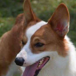 Paco - Pembroke Welsh Corgi