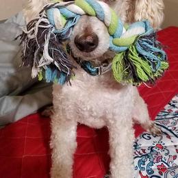 Goldendoodles and Poodles from Rocking j doodles