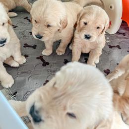 Golden Retriever Puppies from Rose n’ Thistle Farm