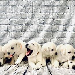 Labrador Retrievers from Idaho AKC Polar Labs