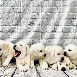 Labrador Retrievers from Idaho AKC Polar Labs