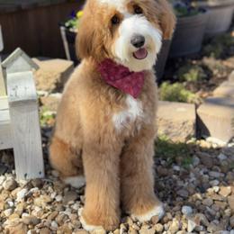 Maui - Goldendoodle