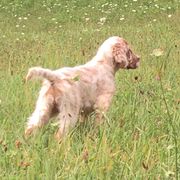 English Setter puppies from Violet Hill English Setters