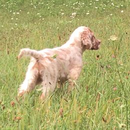 English Setter puppies from Violet Hill English Setters