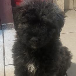 Gordon - Bouvier des Flandres