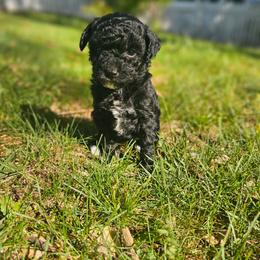 Beauty - Black female Poodle puppy in Clyde, North Carolina from Adorable Puppy Poodles