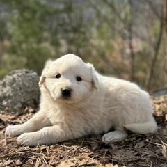 Girl 4 - female Great Pyrenees puppy in Leicester, North Carolina from Randall Glen Pyrenees