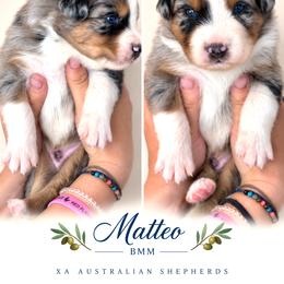 Matteo - Blue merle male Australian Shepherd puppy in Gowen, Michigan from XA AUSTRALIAN SHEPHERDS