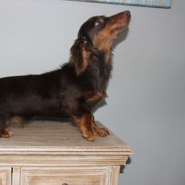 Tansy - Dachshund