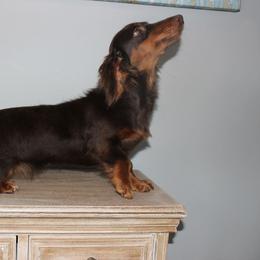 Tansy - Dachshund