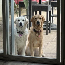 Golden Retriever All Grown Up from Emma Bekker