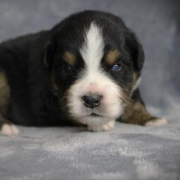 Gus - Black tri male Miniature Australian Shepherd puppy in Menomonee Falls, Wisconsin from Hunt N Oaks