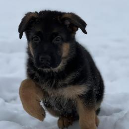 German Shepherds from Vom Kalte Stadt