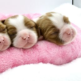 Cavalier King Charles Spaniel Puppies from Goddens Cavaliers