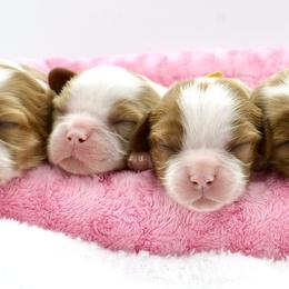 Cavalier King Charles Spaniel Puppies from Goddens Cavaliers