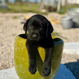 Autumn (Red Collar) - Black female Dilute Retriever puppy in Baldwin City, Kansas from Hedge Lane Labradors