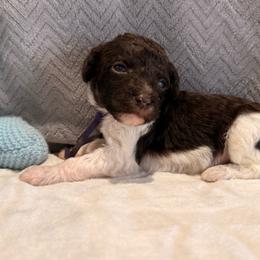 Autumn - Parti female Poodle puppy in Cleveland, Texas from Jolley Poodles