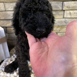 Ace - Black male Bernedoodle puppy in Hackleburg, Alabama from The Doodle Patch