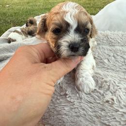 Sprinkles - Brown and white female Shichon puppy in West Frankfort, Illinois from Jessica Cupp