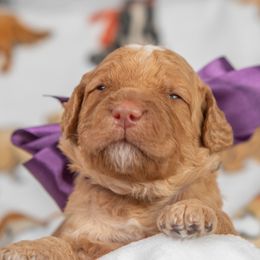 Purple Collar Boy - Caramel male Australian Labradoodle puppy in Statesville, North Carolina from Rose Cottage Labradoodles