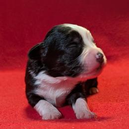 Waylon - Black tri male Toy Australian Shepherd puppy in Shepherd, Texas from GAMALA Farm & Kennels