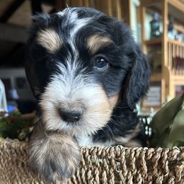 Whoodle, Max 6 weeks old - Black male Whoodle puppy in Crawford, Colorado from Saddle Mountain Doodles