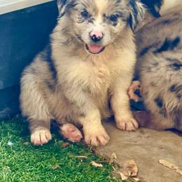 Merle female - Blue merle female Miniature Australian Shepherd puppy in Lemon Cove, California from Magic Ranch Mini Aussies