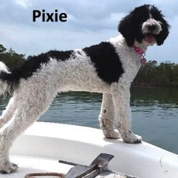 Goldendoodle All Grown Up from Peace Love Doodles