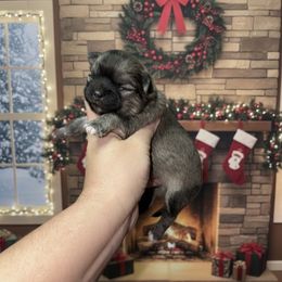 Jingle- AKC - Black sabled silver male Chihuahua puppy in Bulls Gap, Tennessee from Smokey Mountain Chihuahuas