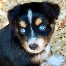Athena - Black tri female Miniature Australian Shepherd puppy in Patterson, North Carolina from DreamLine Aussies