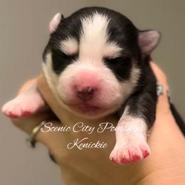 Kenickie - Black and white male Pomsky puppy in Rossville, Georgia from Scenic City Pomskies