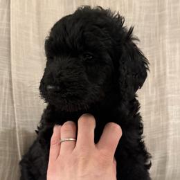 Red Ribbon Girl - Black female Double Doodle puppy in Big Stone Gap, Virginia from Southern Sunshine Doodles