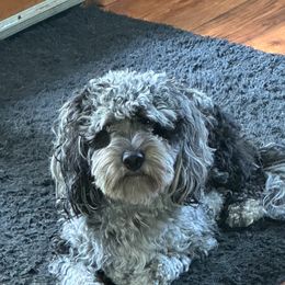 Char - Cavapoo