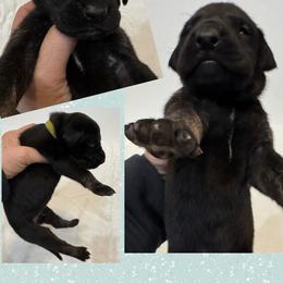 Euros - Brindle male Great Dane puppy in Wellsville, New York from Prophecy Danes