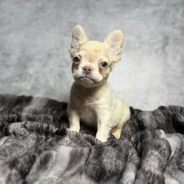 Mello - Cream male French Bulldog puppy in Alexandria, Virginia from Boss Lady Kennel
